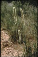 Image result for Tragus koelerioides