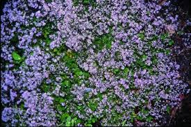 Image result for Satyrium crassicaule