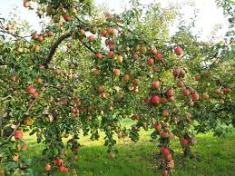An orchard is an intentional plantation of trees or shrubs that is maintained for food production. From Community Orchardist To Fruit Tree Care Teacher