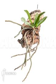 Image result for Mystacidium