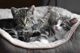 As a general rule, the younger a kitten is, the more sleep it will need! Top 20 Kitten Facts Birth Behavior Development More Facts Net