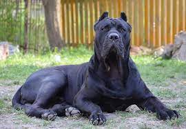 We specialize in very selective breeding of the rare breed perro de presa canario. Black Presa Canario Cerber 10 Months Old Big Dog Breeds Banned Dog Breeds Dog Breeds