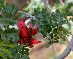 Image result for Schotia afra