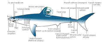 Salih Bahtiyar Balik Anatomisi