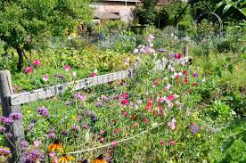 Duftwicken An Rankgitter Duftwicke Garten Ideen Schnittblumen