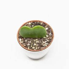 También se lo puedes decir a tu vecina. La Tienda Del Cactus Comprar Cactus Suculentas Online