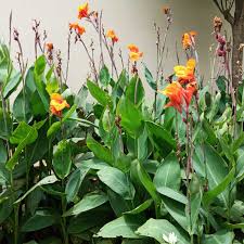 Image result for Canna indica