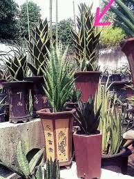 Jika masih bingung hubungi saya via facebook atau email di vivenysusanti@gmail.com. Jual Beli Tanaman Hias Home Facebook