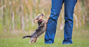 If you can, it would be best to train your dog in a neutral area. How To Stop Dog From Jumping On Guests Cesar S Way