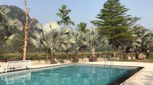 Image result for Vangueria domatiosa