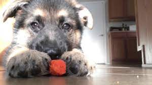 If you go to petfinder and search for german shepherds, you'll see thousands and many are purebred. 6 Week Old German Shepherd What To Know What To Expect Anything German Shepherd