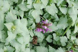 We did not find results for: Lamium Maculatum Ghost Ghost Dead Nettle Ghost Spotted Deadnettle Plant Lust