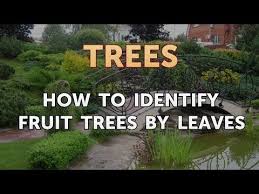 Most evergreens have needles or scales, while most broadleaf trees are deciduous, meaning they drop their leaves when dormant. How To Identify Fruit Trees By Leaves Youtube