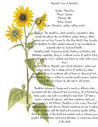 Magickal Uses Of Dandelion Magick Witch Magic Witchcraft