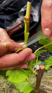 Image result for graft grape vines