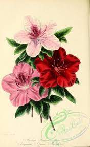Flowers 26162 Chinese Azalea Azalea Exquisita Azalea Optima Azalea Broughtonii 2896x4715 Commercial Domain Arts Paper Illustration Flowers Paper Flowers