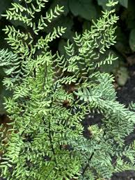 Image result for Pellaea