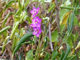 Image result for Talinum portulacifolium