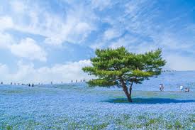 We offer an extraordinary number of hd images that will instantly freshen up your smartphone or computer. Blue Japan Sky Trees Blue Flowers Hd Wallpapers Desktop And Mobile Images Photos