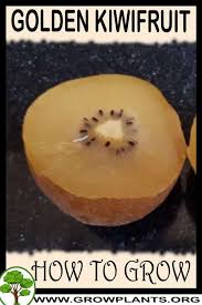 Related to the chinese gooseberry it differs in fruit and hardiness. Golden Kiwifruit Plant How To Grow Care