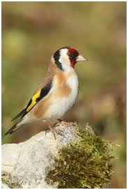 chardo13 03 chardonneret oiseaux des jardins beaux oiseaux