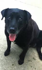 Black And White Collie Mix Black Lab Border Collie Mix Cute I Love Dogs Dog Life Border Collie Mix