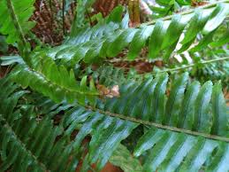 Maybe you would like to learn more about one of these? Do Your Houseplants Have Brown Leaf Tips