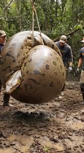 Sucuri Engole Um Boi | Amazing Love | Facebook