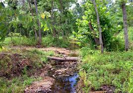 Spring Fed Creek Running Through Our Land For Sale Near Willow Springs Mo Owner Financed At 280 Month See Web Land For Sale Off Grid Living Willow Springs Mo