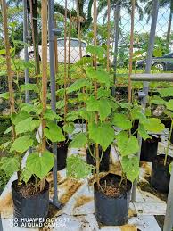 Diharapkan artikel khasiat timun jepun ini dapat memberikan sedikit sebanyak maklumat berkenaan khasiat timun jepun ini dan manfaatnya pada kesihatan tubuh badan. Pokok Timun Jepun Cucumber D Great Family Garden Facebook