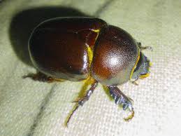 Image result for Pentodon