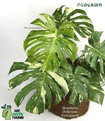 Monstera Deliciosa Variegated Monstera Plants Rare Plants