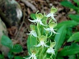 Image result for Habenaria