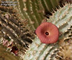 Image result for Hoodia