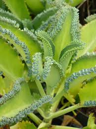 Kalanchoe Species Jpg 470 627 Unusual Plants Plants Planting Succulents