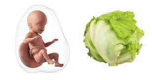 32 Weeks Pregnant Symptoms Tips Baby Development