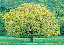 After all, there are many things to consider when picking the right tree, including climate and space. Fast Growing Shade Trees This Old House