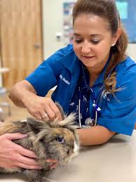 For pet's sake is your local veterinarian in decatur serving all of your needs. Exotics And Pocket Pets Deer Park Animal Hospital