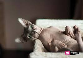 Daily brushing and combing removes loose and dead hair and helps keep a. Cat Breeds That Don T Shed