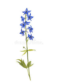 Blue Larkspur Stock Illustrations 64 Blue Larkspur Stock Illustrations Vectors Clipart Dreamstime Water lily and larkspur july birthday flower, original watercolor painting, birth month flower, july birthday gift. blue larkspur stock illustrations 64