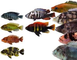 Picky Females Promote Diversity African Great Lakes Colorful Fish Diversity