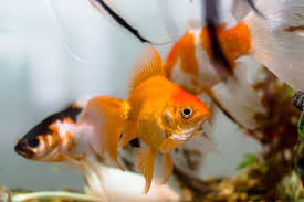 Check spelling or type a new query. Ingin Pelihara Ikan Intip Panduan Feng Shuinya Halaman All Kompas Com