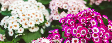 This perennial weed features light purple flowers that bloom in the summer. Senetti Pot Ready Plants Growing Guide Suttons Gardening Grow How