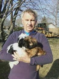 Stoney creek may refer to: Akc Shih Tzu Puppies Price 200 00 Each Or 350 0 For Sale In Hendersonville North Carolina Best Pets Online