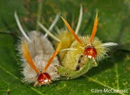 Black And White Spotted Moth Ohio Sycamore Tussock Moth Caterpillars Ohio Birds And Biodiversity Moth Caterpillar Ohio Birds Caterpillar