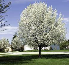 The tree needs a few hours of sunlight a day, but does fine in partial shade and sun. Flowering Pear Tree Cleveland Select De Groot Inc Perennials Daylilies Fruits Vegetables Shrubs Bulbs