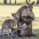 صور مؤلمة ذكر الكنغر وصغيره يودعان الأم قبل موتها Kangaroo Animals Male Kangaroo