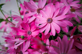 Image result for Pericallis