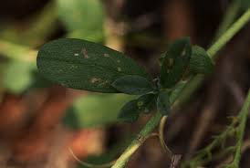 Image result for Euploca ovalifolia