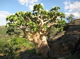 Image result for Cyphostemma masukuense